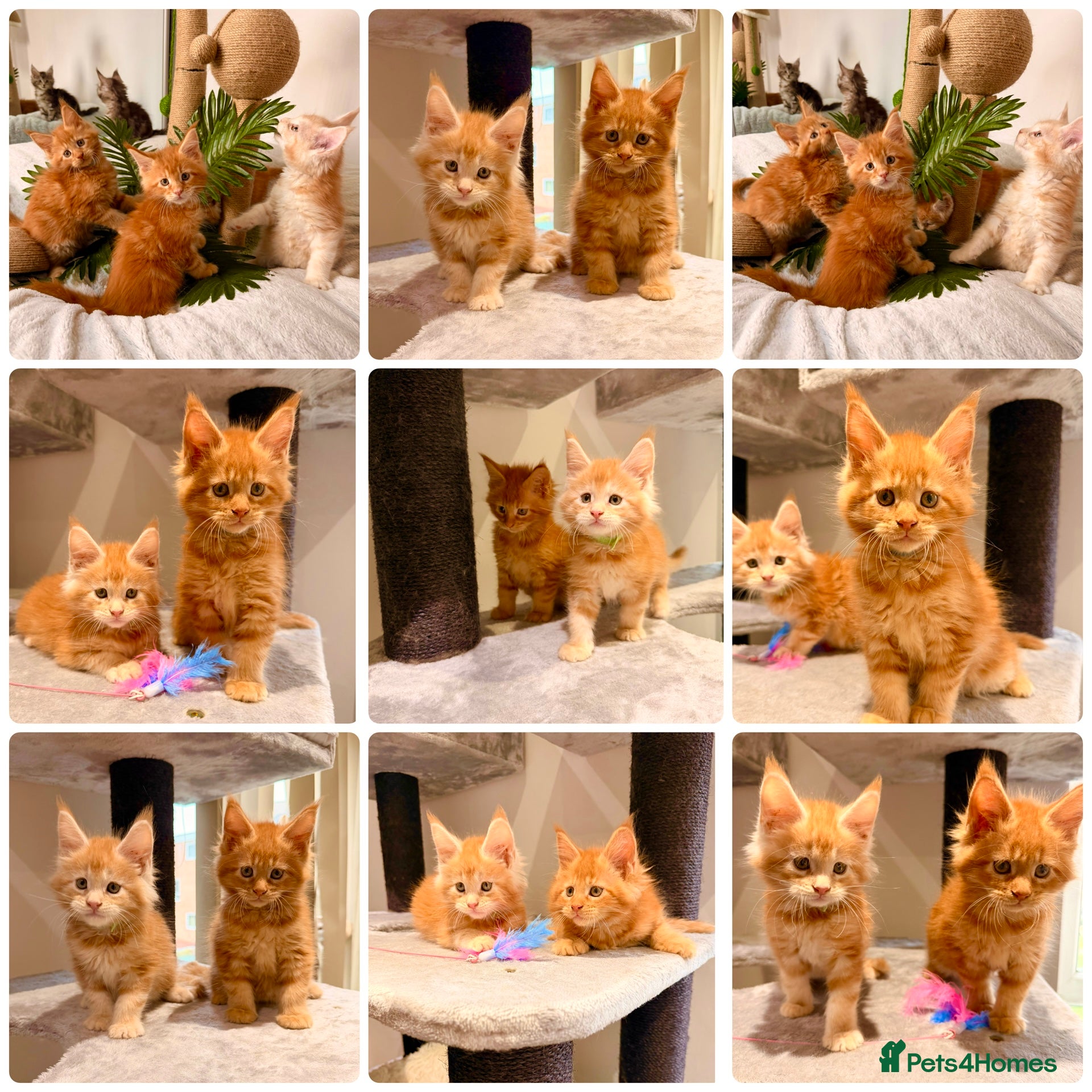 Maine Coon cats Maine Coon XXL - Advert 16