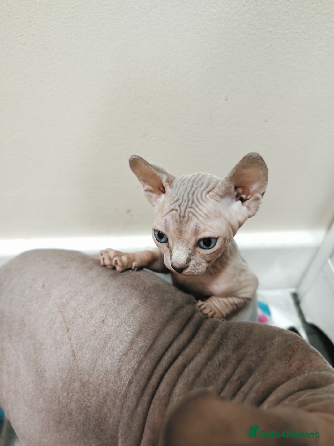Sphynx cats for sale: Unique Elf, Sphynx & Dwelf Babies - Advert 9