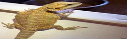 Bearded Dragon reptiles for sale: Stunning baby bearded dragons  - Advert 19