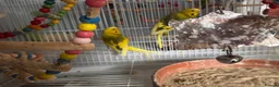 Budgerigars birds for sale: Budgies for sale - Advert 1