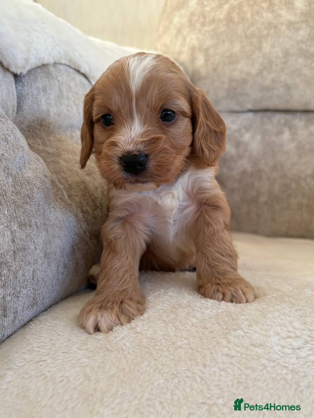 Cockapoo dogs for sale: F1 Cockapoo puppies - Advert 10