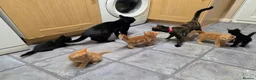 Mixed Breed cats for sale: 1 ginger 2 black kittens - Advert 10