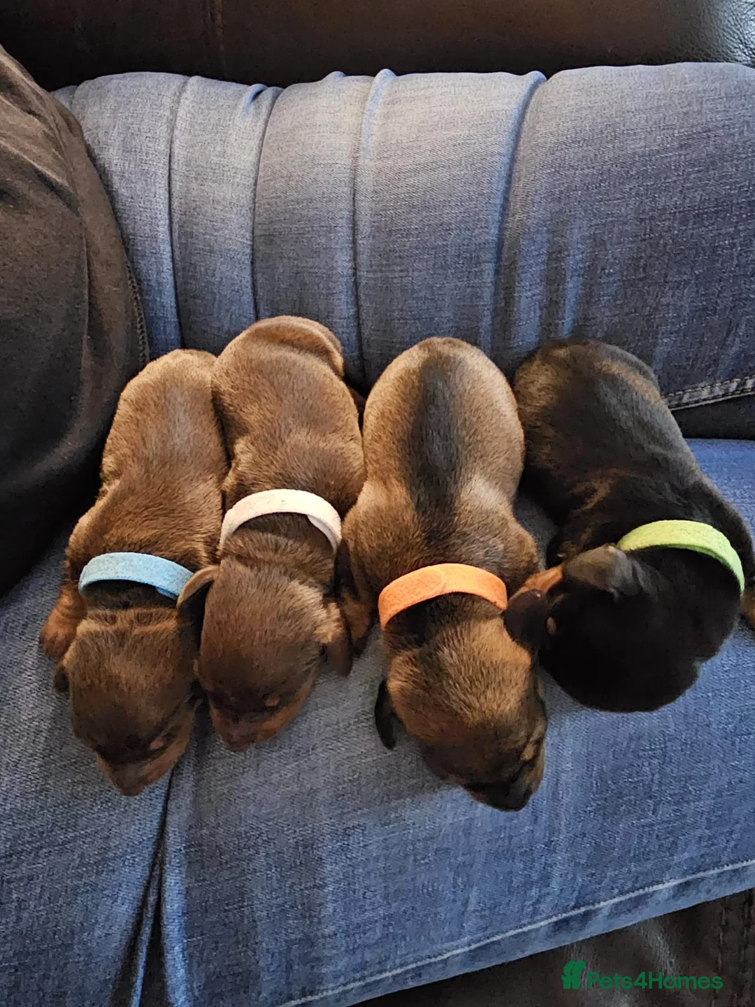 Miniature Dachshund dogs for sale: 4 BEAUTIFUL MINITURE DACHSHUNDS  - Advert 2