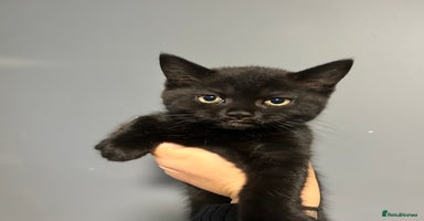 British Shorthair cats - Advert 4