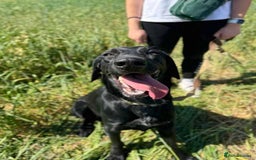 Mixed Breed dogs for adoption: NERO ❤️ lovable Goof ball  - Image 8
