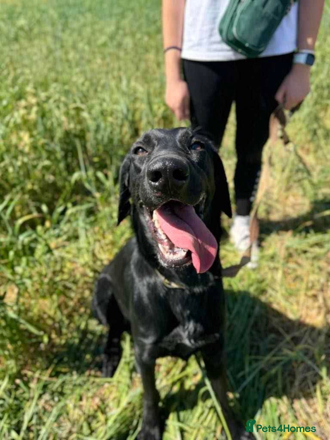 Mixed Breed dogs for adoption: NERO ❤️ lovable Goof ball  - Image 8