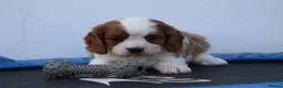 Cavachon dogs for sale: Beautiful Cavachon puppies for sale - Advert 14