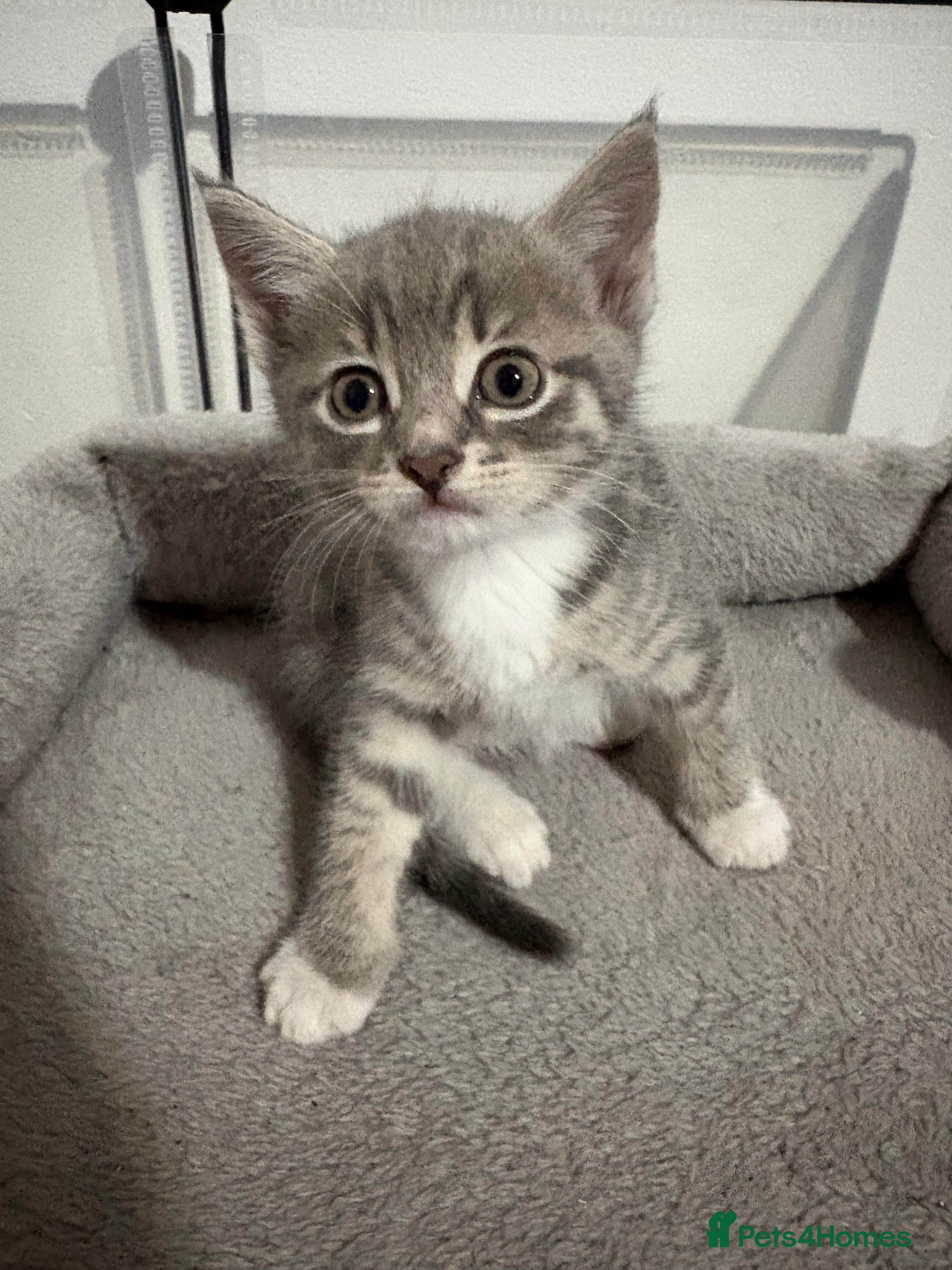 Bengal cats Bengal cross Kittens  - Advert 1