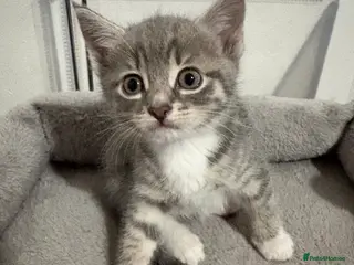 Bengal cats Bengal cross Kittens - Advert 6