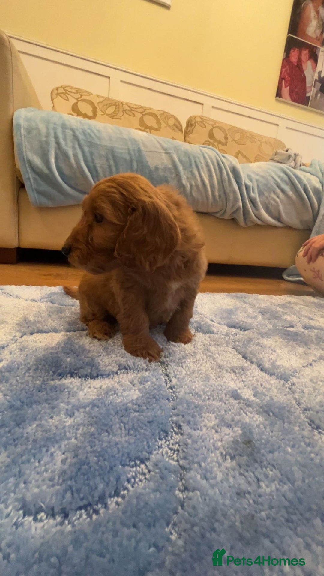 Cockapoo dogs for sale: F1 Cockapoo pups for sale  - Image 16