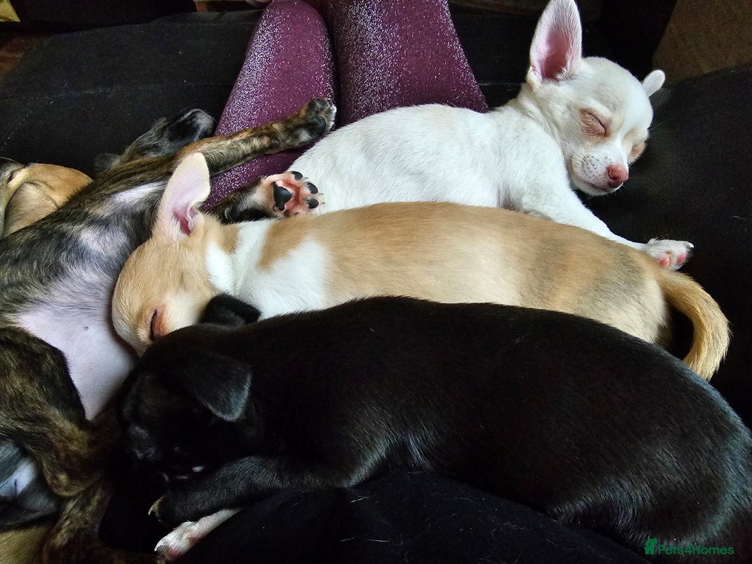 Chihuahua dogs for sale: Two male chihuahuas  - Advert 23