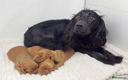 Cocker Spaniel dogs for sale: Beautiful KC Registered Cocker Puppies for Sale - Image 6