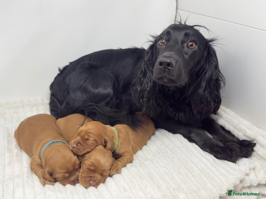 Cocker Spaniel dogs for sale: Beautiful KC Registered Cocker Puppies for Sale - Image 6