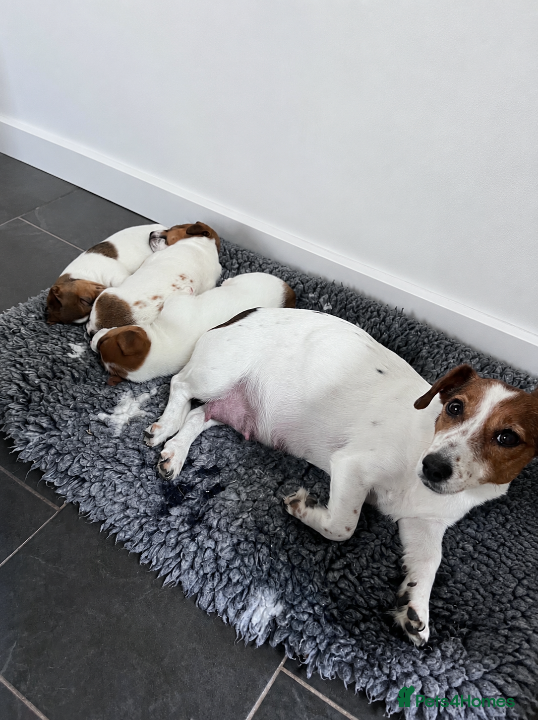 Jack Russell dogs for sale: 2 Jack Russell Male Puppies For Sale  - Advert 2