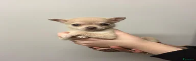 Chihuahua 1