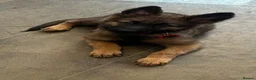 German Shepherd dogs for sale: Beautiful German shepherd cross Belgium shepherd  - Advert 18