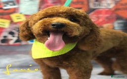 Cockapoo dogs for sale: Chocolate F1b Cockapoo’s - Image 11
