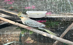 Parrots birds for sale: Cockatiels babies  in Pontefract - Image 9