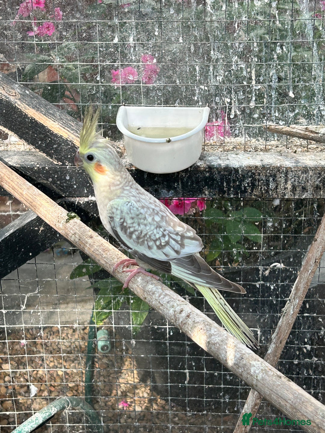 Parrots birds for sale: Cockatiels babies  in Pontefract - Image 9