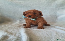 Toy Poodle dogs for sale: Red KC Toy Poodle small puppies - Image 11