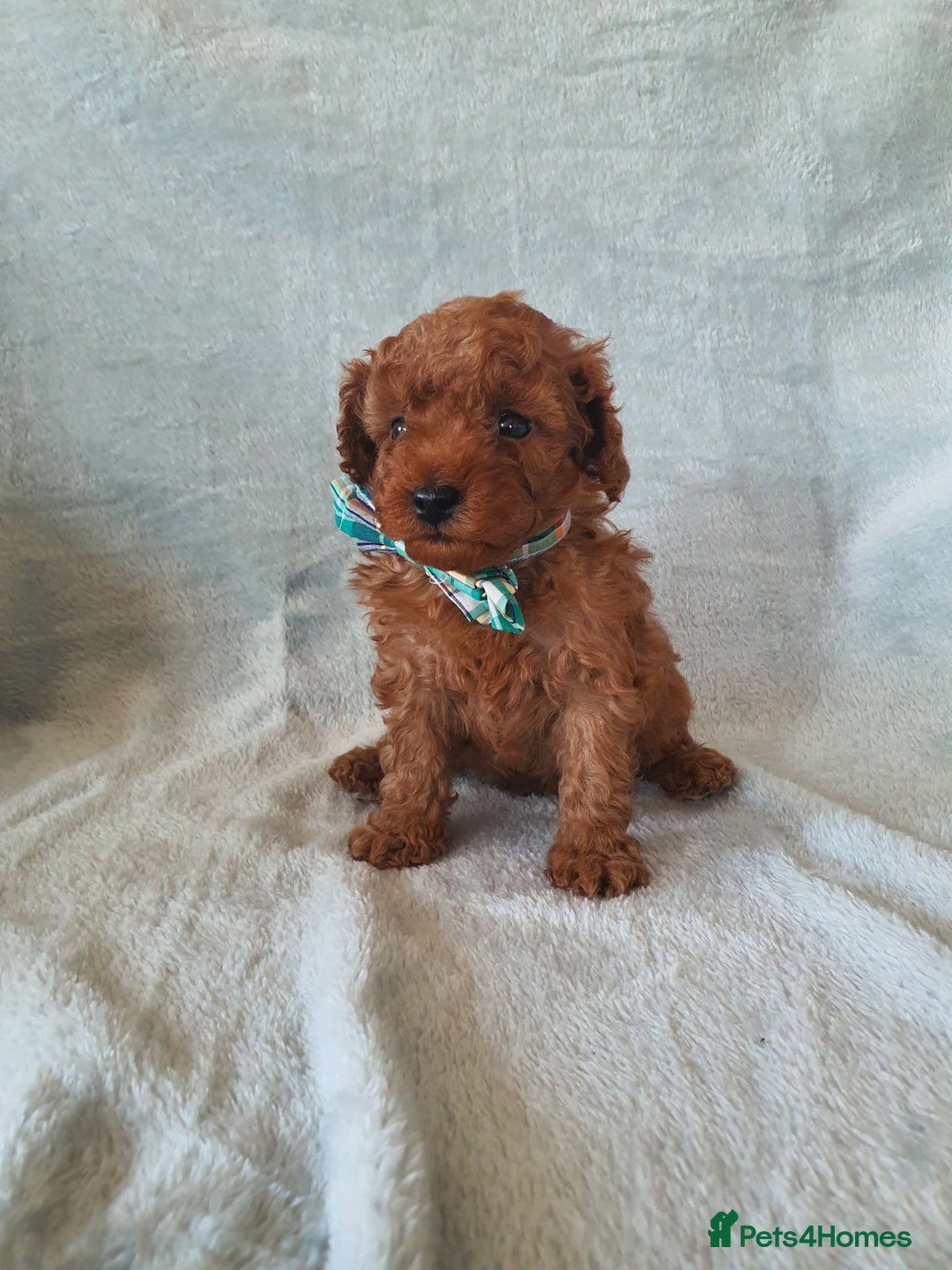 Toy Poodle dogs for sale: Red KC Toy Poodle small puppies - Image 11