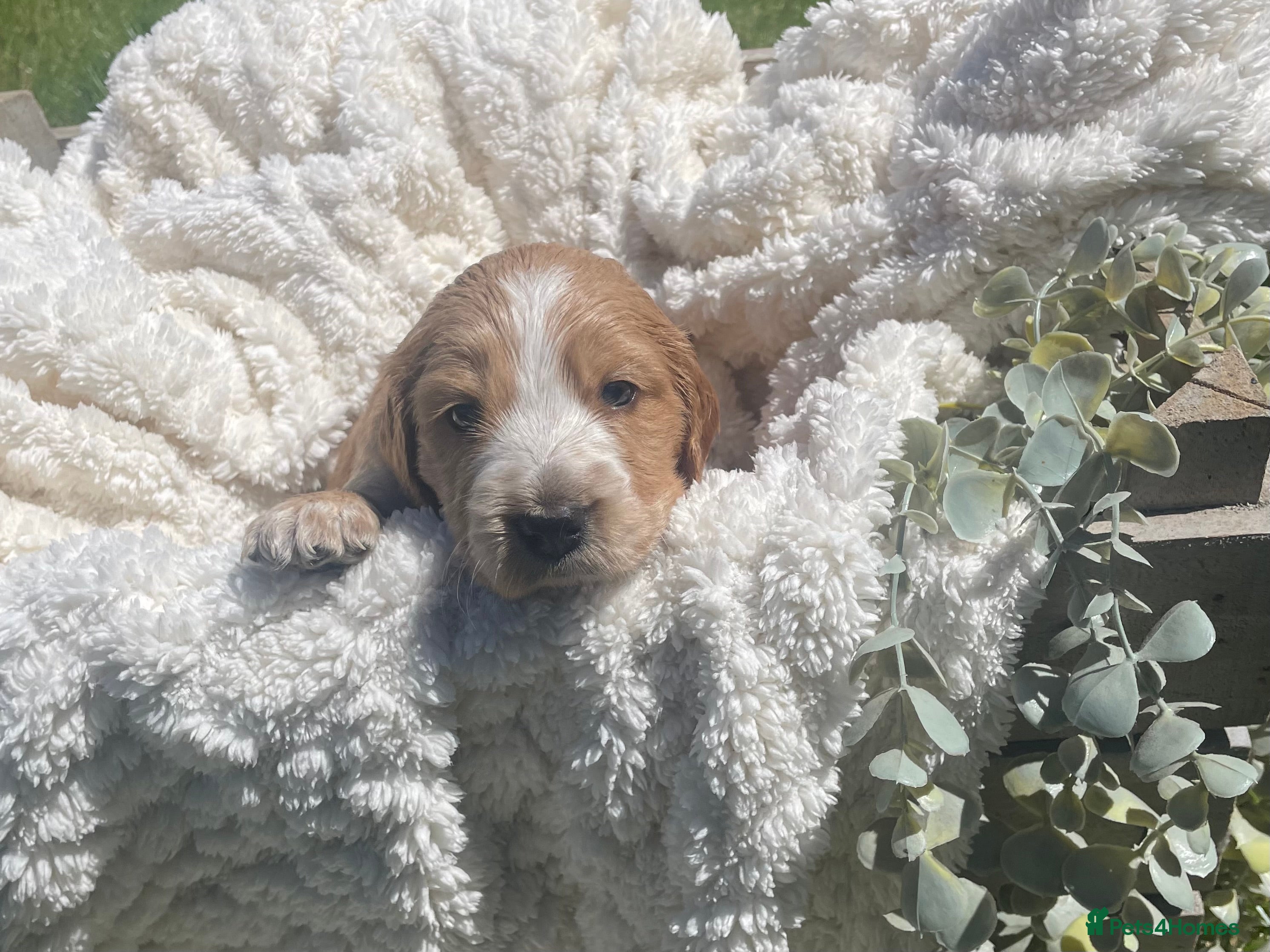 Cockapoo dogs for sale: Stunning F1b Cockapoo puppies - Advert 14