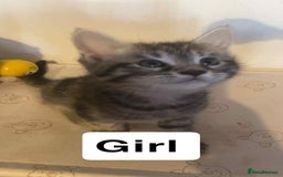 Mixed Breed cats for sale: Half maine coon,kittens for sale. - Advert 5