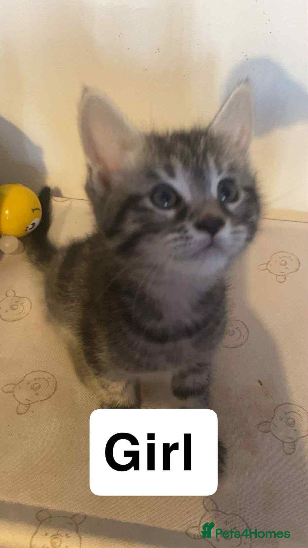 Mixed Breed cats for sale: Half maine coon,kittens for sale. - Advert 5