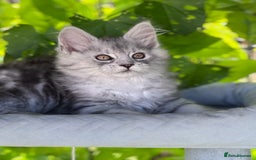Maine Coon cats for sale: ✨🌟Beautiful The last little boy Maine Coon 😻🌟✨ - Image 8