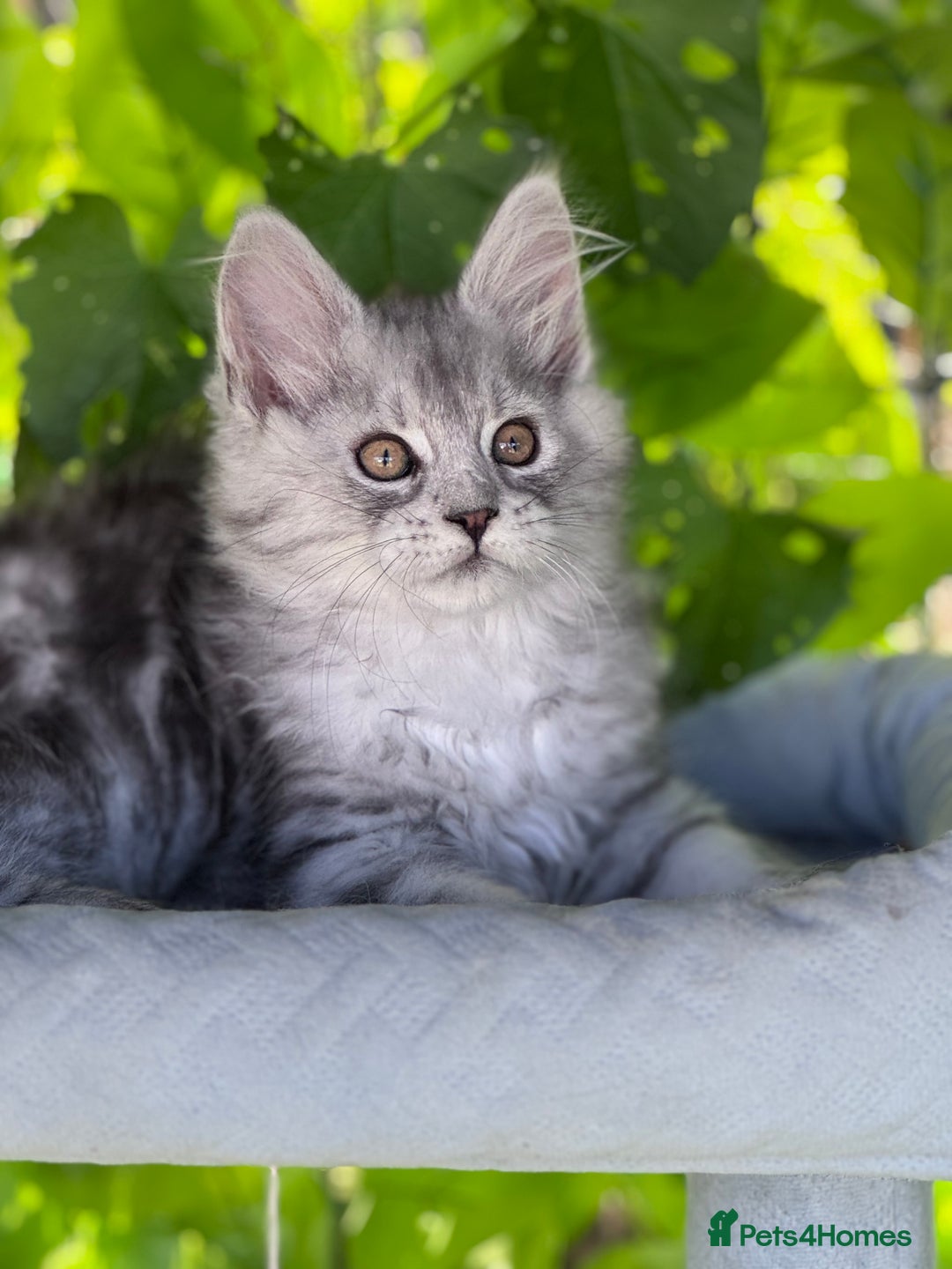 Maine Coon cats for sale: ✨🌟Beautiful The last little boy Maine Coon 😻🌟✨ - Image 8