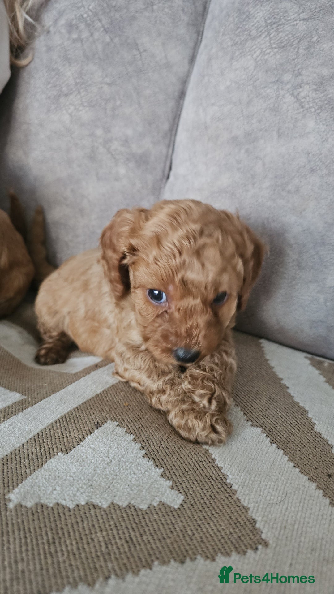 Cavapoo dogs for sale: Dashing Cavapoo Puppies  - Advert 8