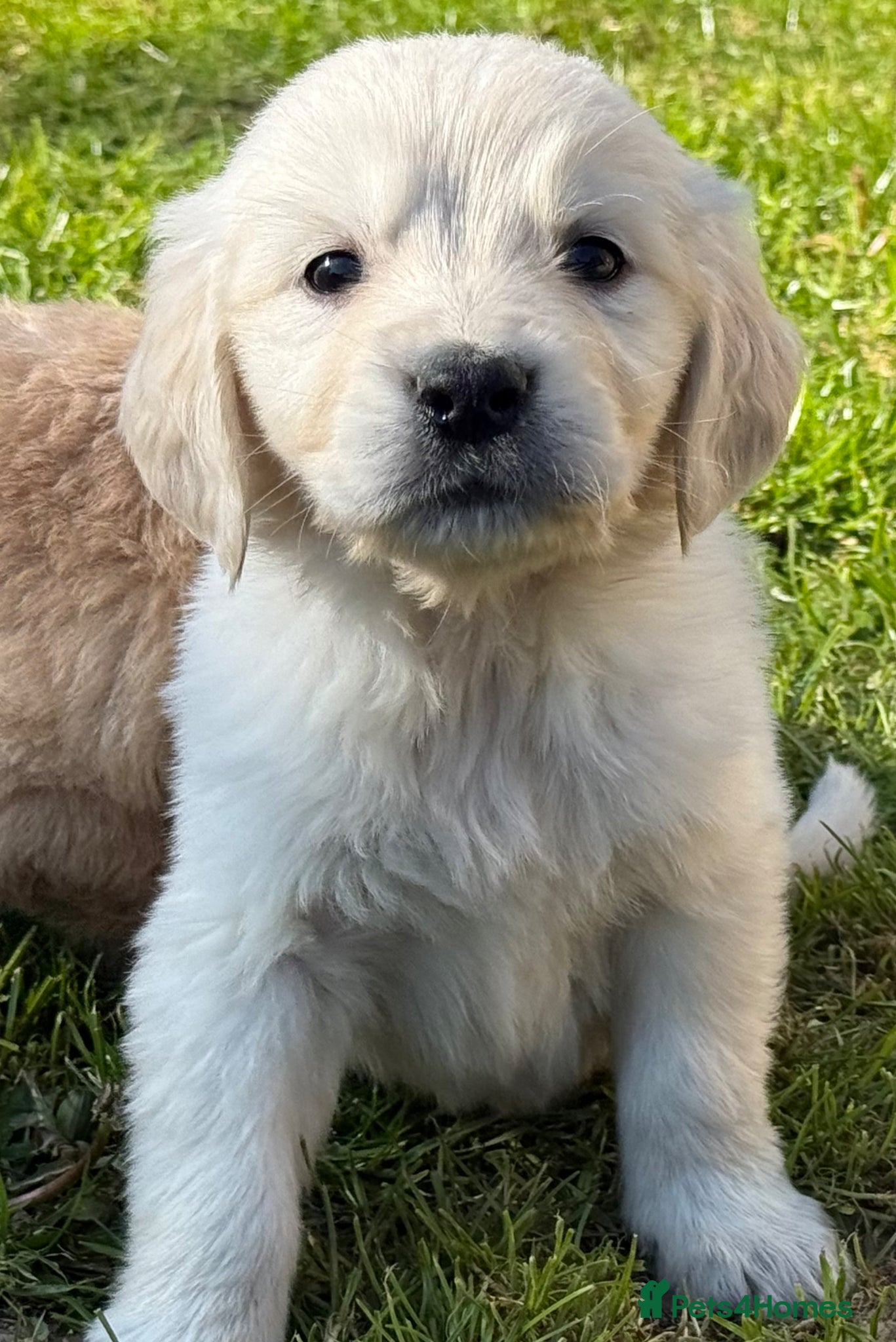 Golden Retriever dogs Beautiful, DNA tested - Golden Retriever Puppies  - Advert 1