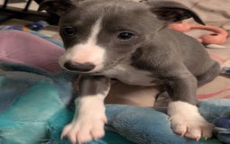 Whippet dogs for sale: 🥰Beautiful blue and white whippet puppies 🥰 - Image 16