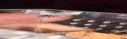 Tarantulas invertebrates for sale: Brazilian Jewel - Advert 2