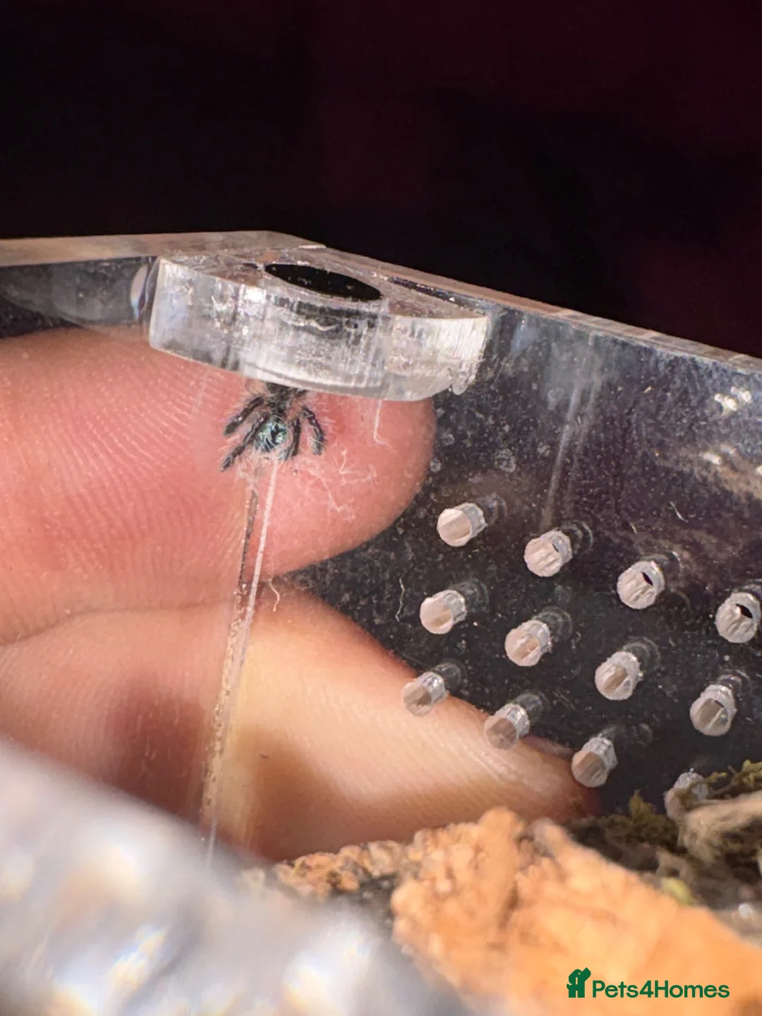Tarantulas invertebrates for sale: Brazilian Jewel - Advert 2