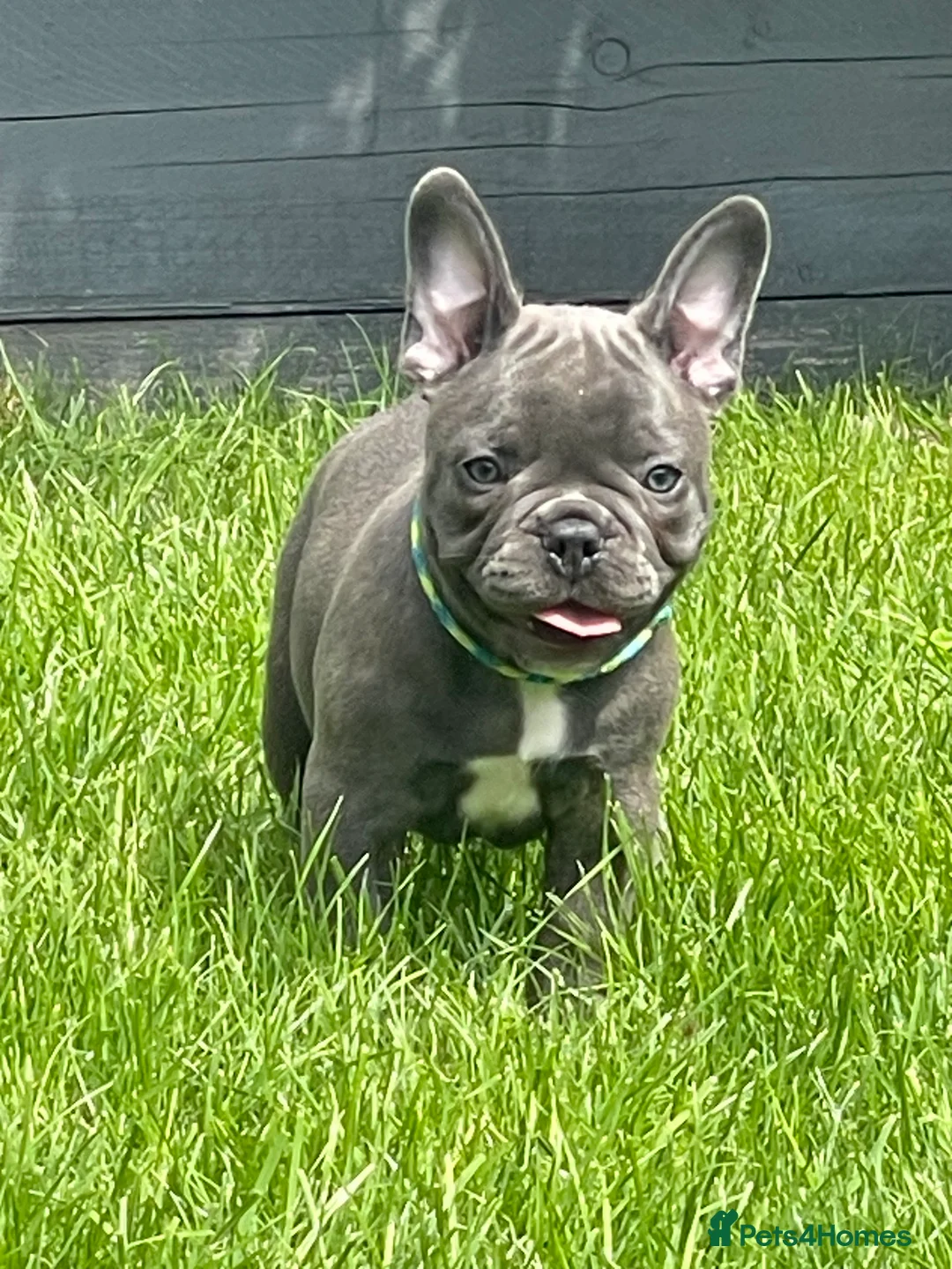 French Bulldog dogs for sale: Beautiful French Bulldog Puppies Fluffy Carriers - Advert 36