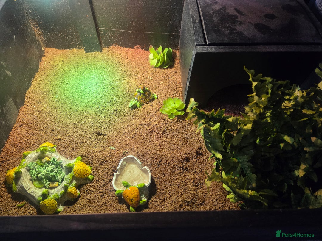 Tortoise reptiles for sale: Horsefield tortoises - Image 10
