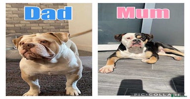 Olde English Bulldogge dogs - Advert 9