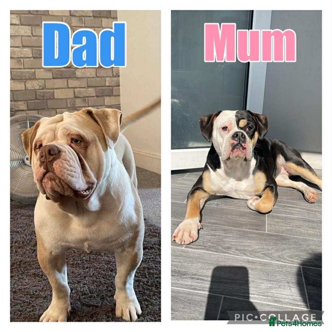 Olde English Bulldogge dogs for sale: 7 olde English bulldogs puppies - Image 2