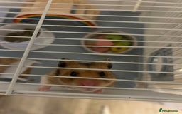 Hamster rodents for sale: Syrian hamster for free - Image 2