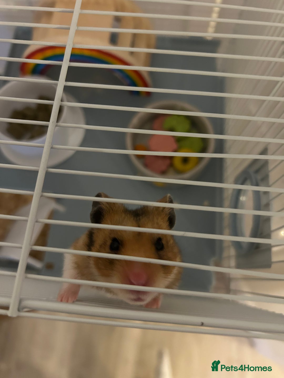Hamster rodents for sale: Syrian hamster for free - Image 2