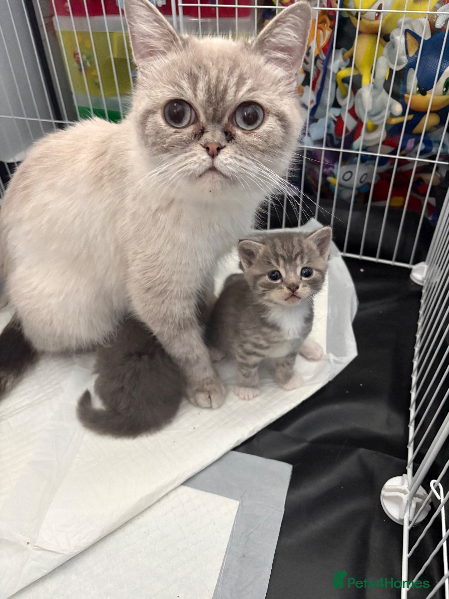 Mixed Breed cats Persian Cross - Advert 1
