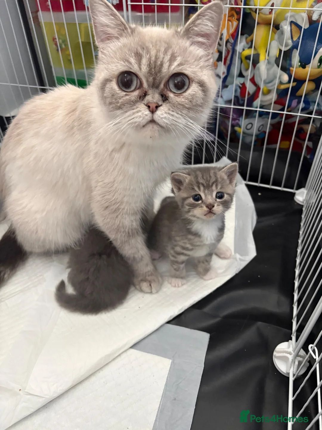 Mixed Breed cats for sale: Persian Cross - Advert 1