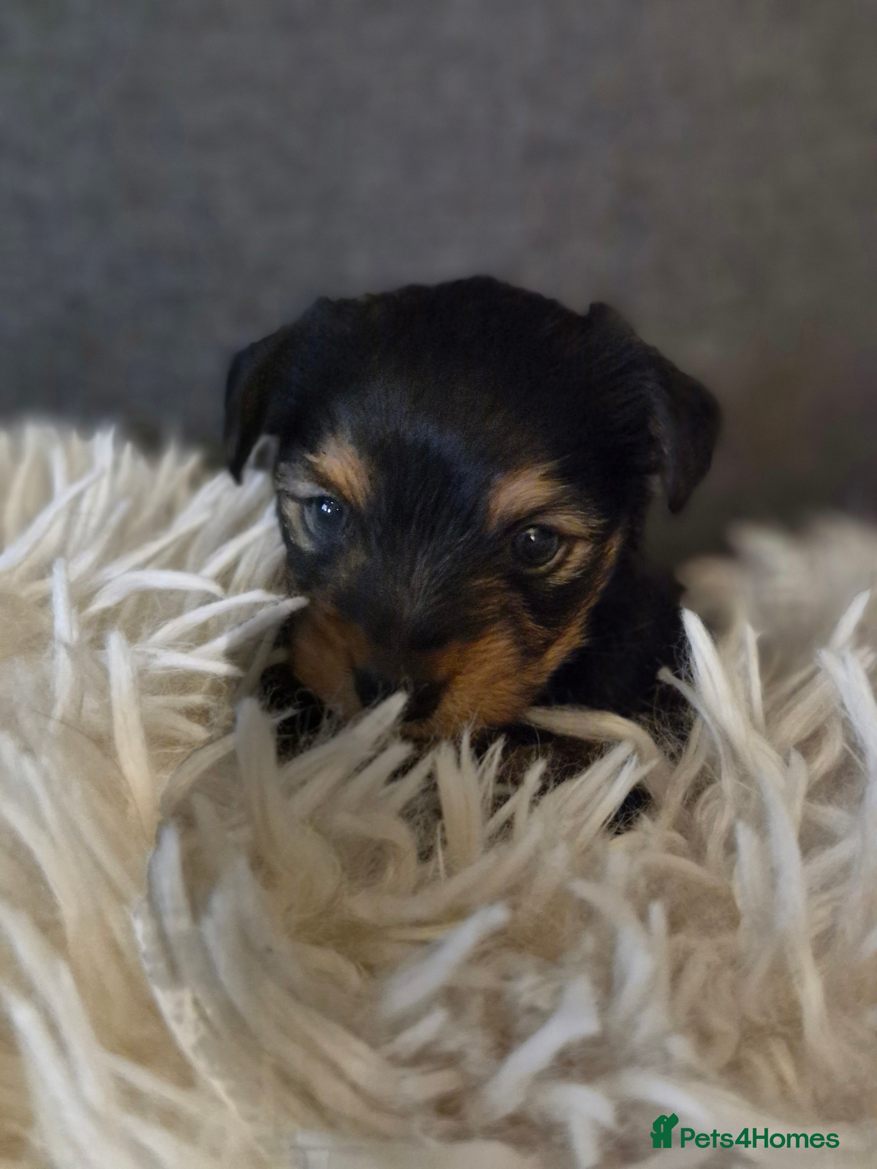 Yorkshire Terrier dogs 1Male & 1female  in Huddersfield - Advert 1