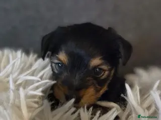 Yorkshire Terrier dogs 1Male & 1female in Huddersfield - Advert 1