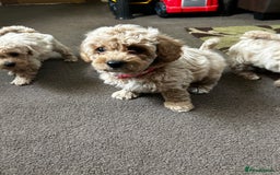 Poochon dogs for sale: Absolutely amazing Poochon Puppies - Image 33