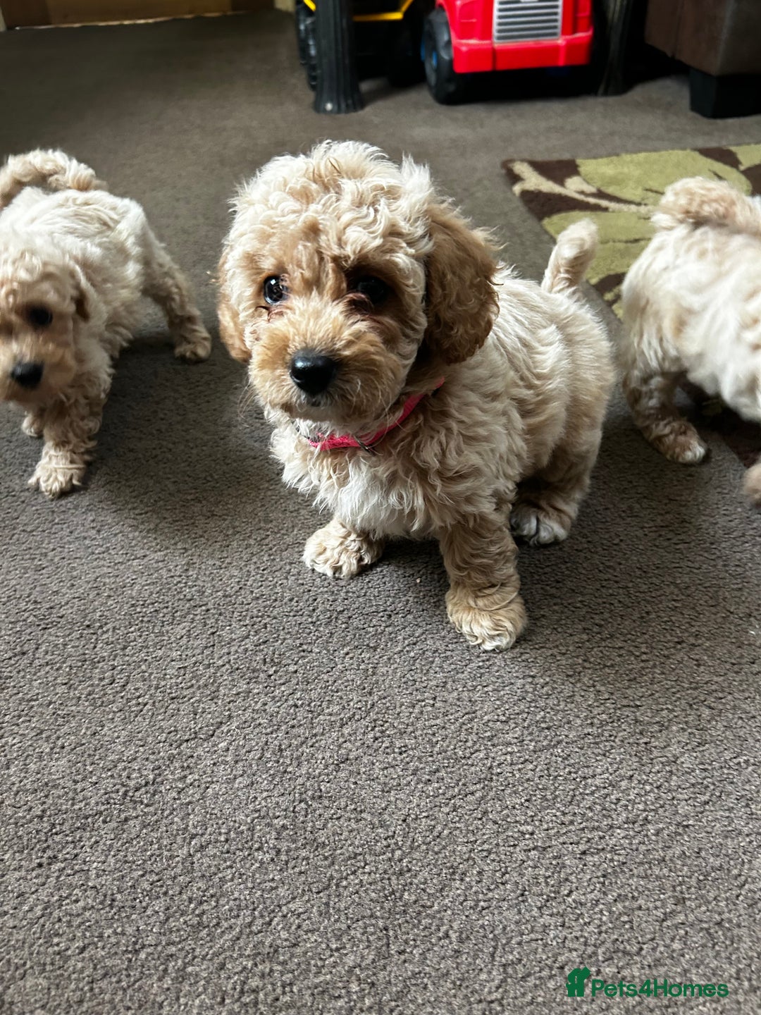 Poochon dogs for sale: Absolutely amazing Poochon Puppies - Image 33