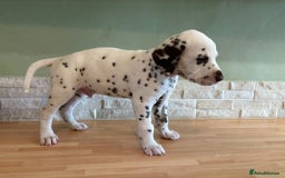 Dalmatian dogs for sale: 2 handsome chunky liver spotted boys  - Image 7