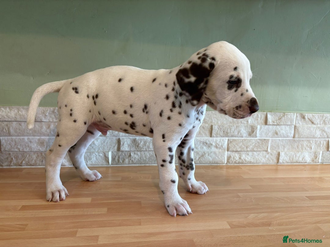Dalmatian dogs for sale: 2 handsome chunky liver spotted boys  - Image 7
