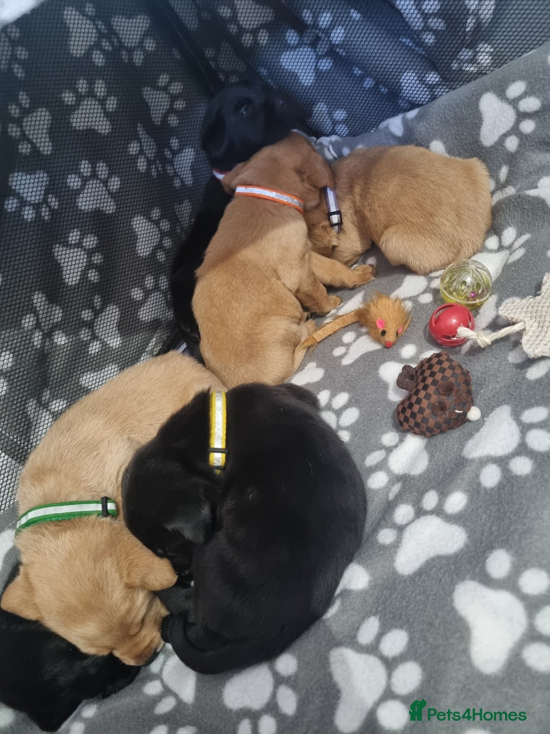 Labrador Retriever dogs for sale: ⭐️ Lush Lab Pups - READY 15/10/25 ⭐️ - Image 10